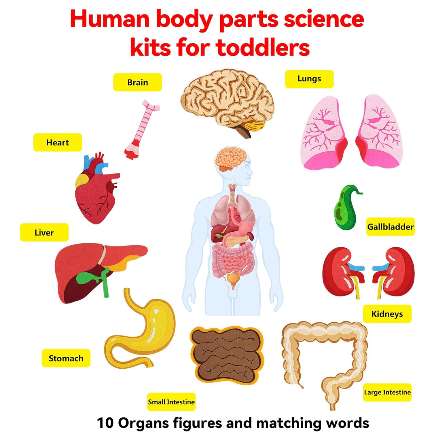 Human Body Parts Felt Board St - مراجعة Kids Education Story وسعره